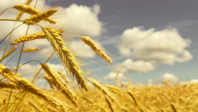 Минсельхоз повысил прогноз по сельхозпроизводству на 2 процента